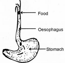 oesophagus diagram