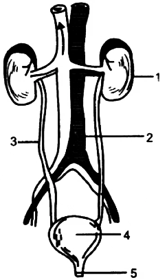 blank excretory system diagram