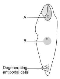 (a) Name the structures which the parts ‘A’ and ‘B’ shown in the ...