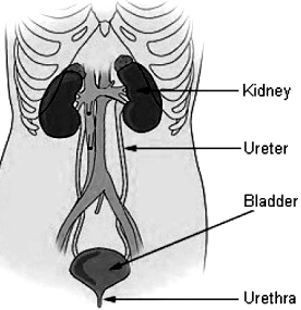 excretory sarthaks