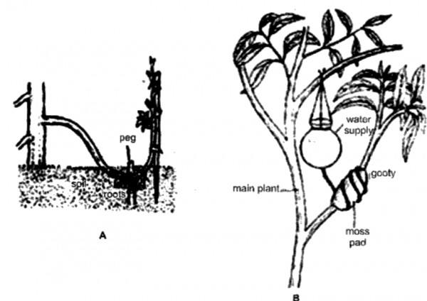 Explain In Detail Asexual Reproduction In Angiosperms Sarthaks Econnect Largest Online Education Community