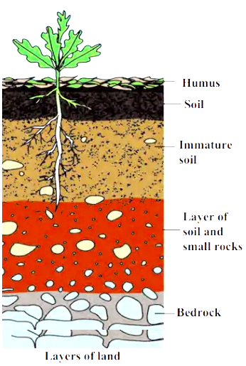 Explain With The Help Of Diagram Various Layers Of Land. - Sarthaks 