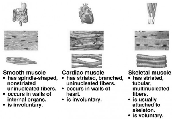 explain-the-term-muscular-tissue-sarthaks-econnect-largest-online
