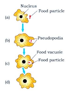 How do Organisms Obtain Their Nutrition? - Sarthaks eConnect | Largest