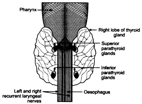 parathyroid gland diagram