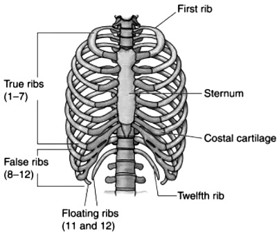 Write about the human axial skeleton, giving suitable labelled diagram ...