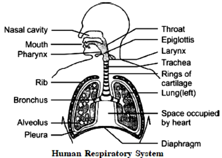 (a) Draw a labelled diagram of the respiratory system of human beings ...