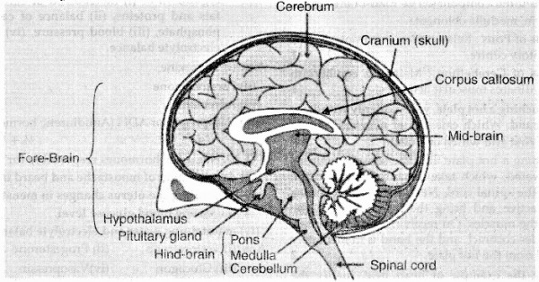 Draw A Neat Diagram Of Human Brain And Label On It The Following Parts