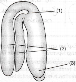 In the figure of a typical dicot embryo, label the parts (1), (2) and ...