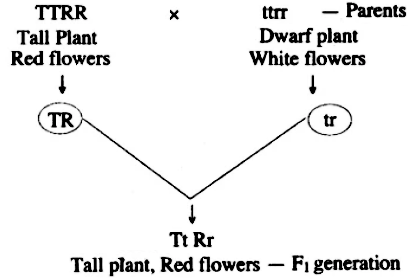 State Mendel's law of Independent Assortment. (ii) A homozygous Tall plant ( T) bearing red coloured (R) flowers is crossed with a homozygous - Sarthaks  eConnect | Largest Online Education Community