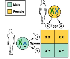 explain the mechanism of sex determination in grasshopper and human ...