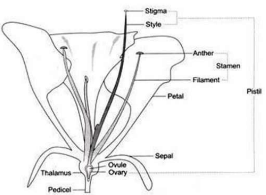 Draw a labelled diagram of L.S. of flower. What is the