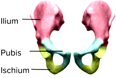 The pelvic girdle