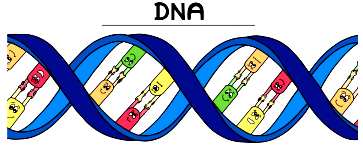 1. The DNA in the cell nucleus is the information source for making (i ...