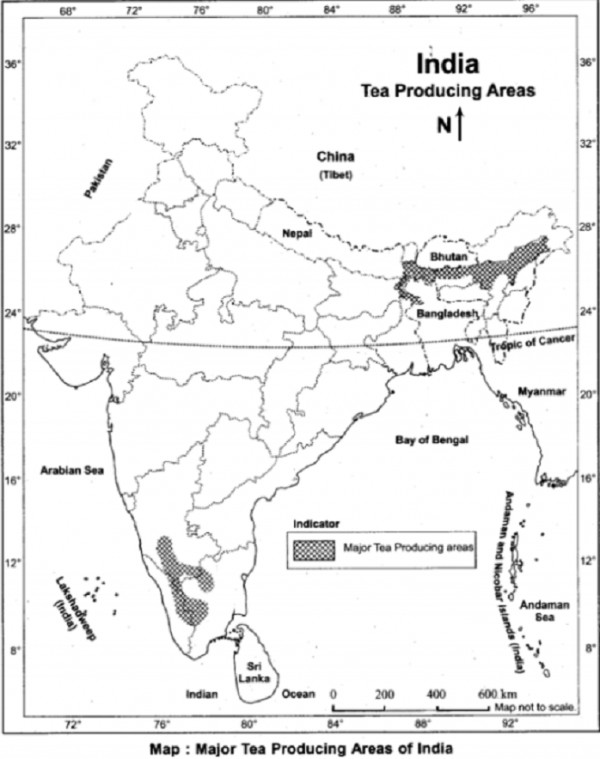 Describing the ideal geographical conditions of tea production in India