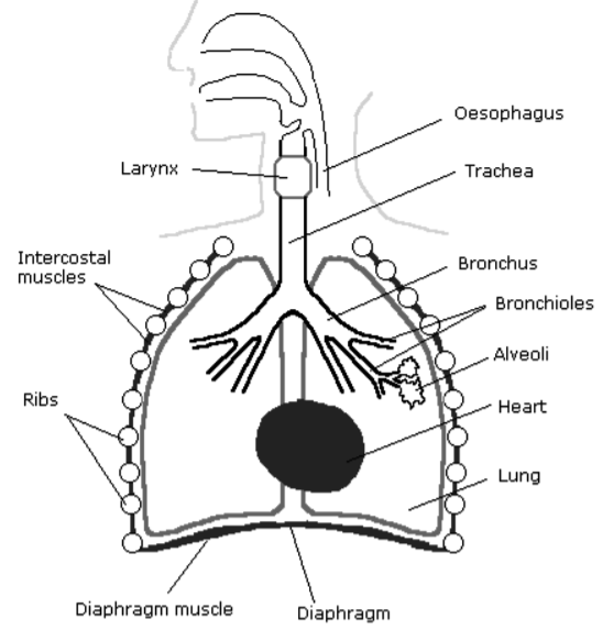 Explain the human respiratory system ( … | Homework Help | myCBSEguide