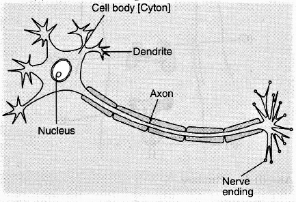 Dendriten und Axone