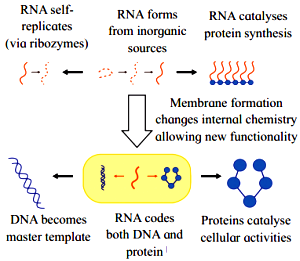 rna world hypothesis notes