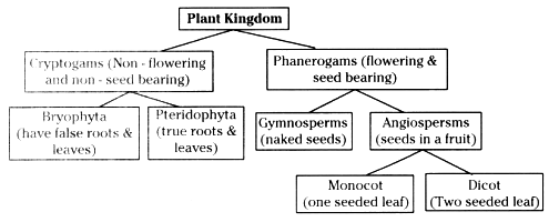 On what basis the plants are classified? - Sarthaks eConnect | Largest ...