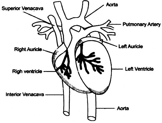 draw-the-diagrams-external-features-of-heart-sarthaks-econnect