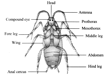 cockroach diagram