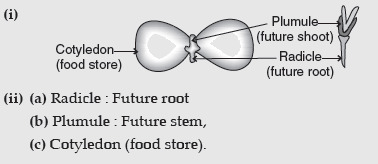 Draw a neat labelled diagram of a germinated seed and label radicle