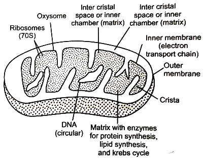 Draw A Well Labelled Diagram Of Structure Of Mitochondrion Or Draw A Well Labelled Diagram Of Mitochondria Sarthaks Econnect Largest Online Education Community