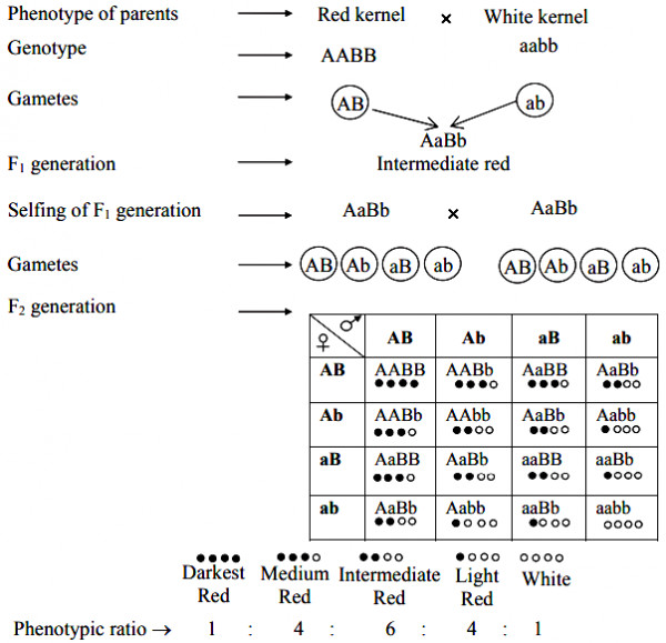 what-are-polygenes-explain-with-suitable-example-sarthaks-econnect-largest-online