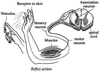 Draw neat and labelled diagrams of : Reflex action - Sarthaks eConnect ...