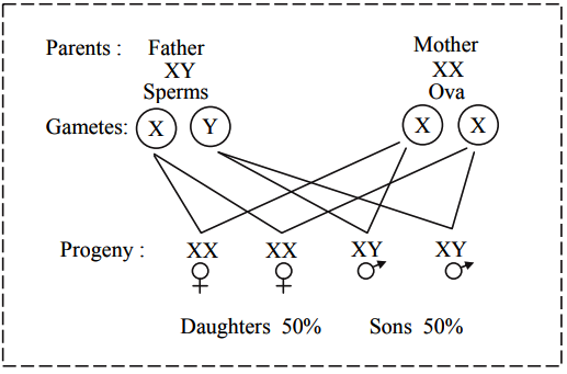 Explain Sex Determination In Human Beings Sarthaks Econnect Largest Online Education Community