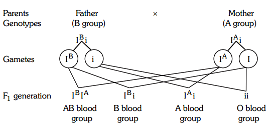 in-one-family-each-of-the-four-children-has-a-different-blood-group