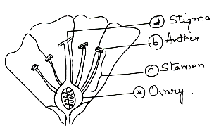 Draw a longitudinal section of a flower and label the following parts ...