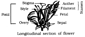 Draw a labelled diagram of the longitudinal section of a flower ...