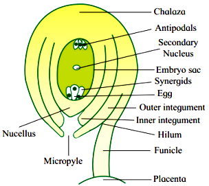 Draw a diagram of the L.S of anatropous ovule and list the components ...