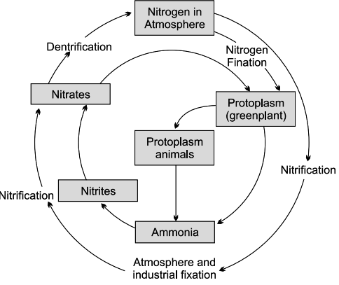 Nitrogen Cycle Bioninja