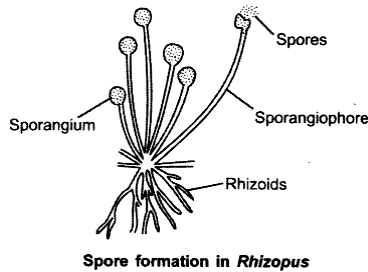 a) What is spore formation? (b) Draw a diagram showing spore ...