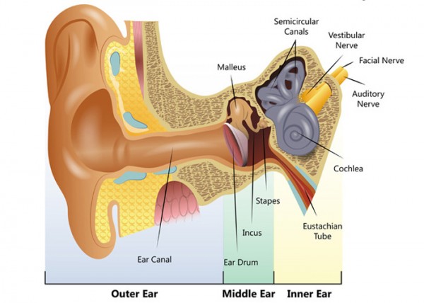 structure of human ear with labelled diagram