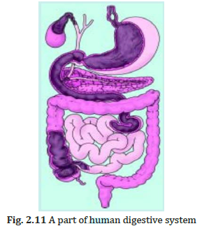 Label Fig. 2.11 of the digestive system - Sarthaks eConnect ...