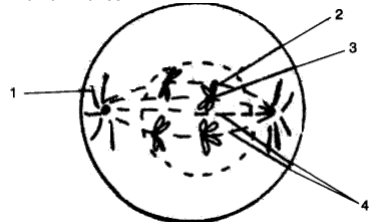 mitosis stages diagram black and white