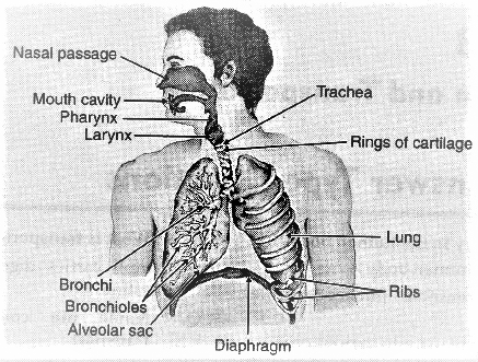 Label The Respiratory System Answers - Ythoreccio