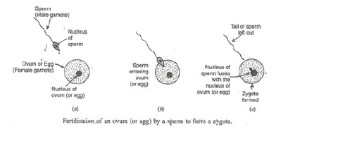 Describe the various steps involved in the sexual repro