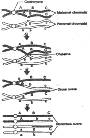 Figure 1 from Studies on the Mechanism of Crossing over