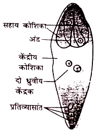 केन्द्रक आवृतबीजी भ्रूणकोष का नामांकित चित्र