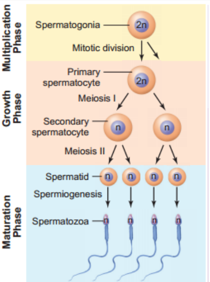 spermatogenesis flow chart