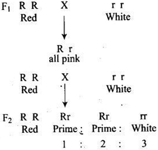 Monohybrid Cross F2 Generation