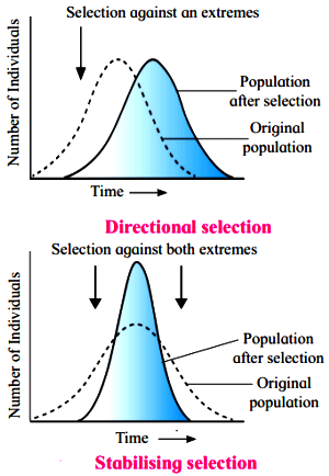 directional, stabilizing, disruptive selection