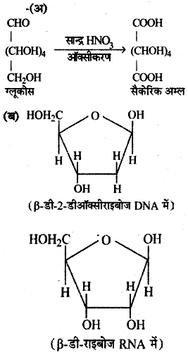 β - D राइबोस शर्करा