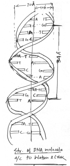 Describe The Double Helix Model Given By Watson And Crick Sarthaks Econnect Largest Online Education Community