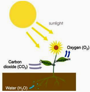 From where do the plants get carbon, oxygen and hydrogen? - Sarthaks ...