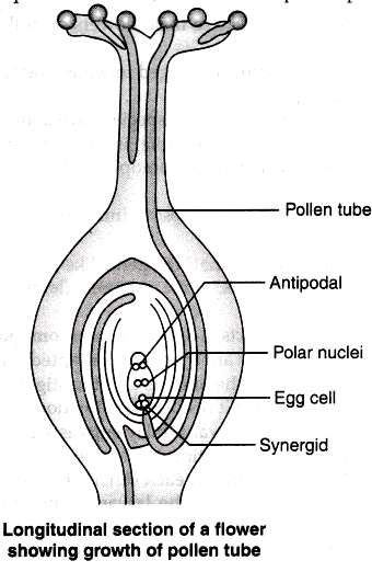 Explain The Events Upto Fertilization That Occur In A Flower After The 